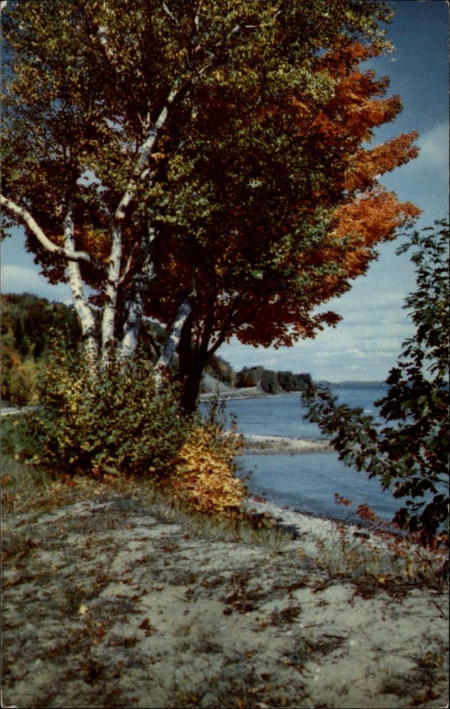 Michigan Highway M22 Manitou Trail white birch autumn  1950s-60s postcard sku853