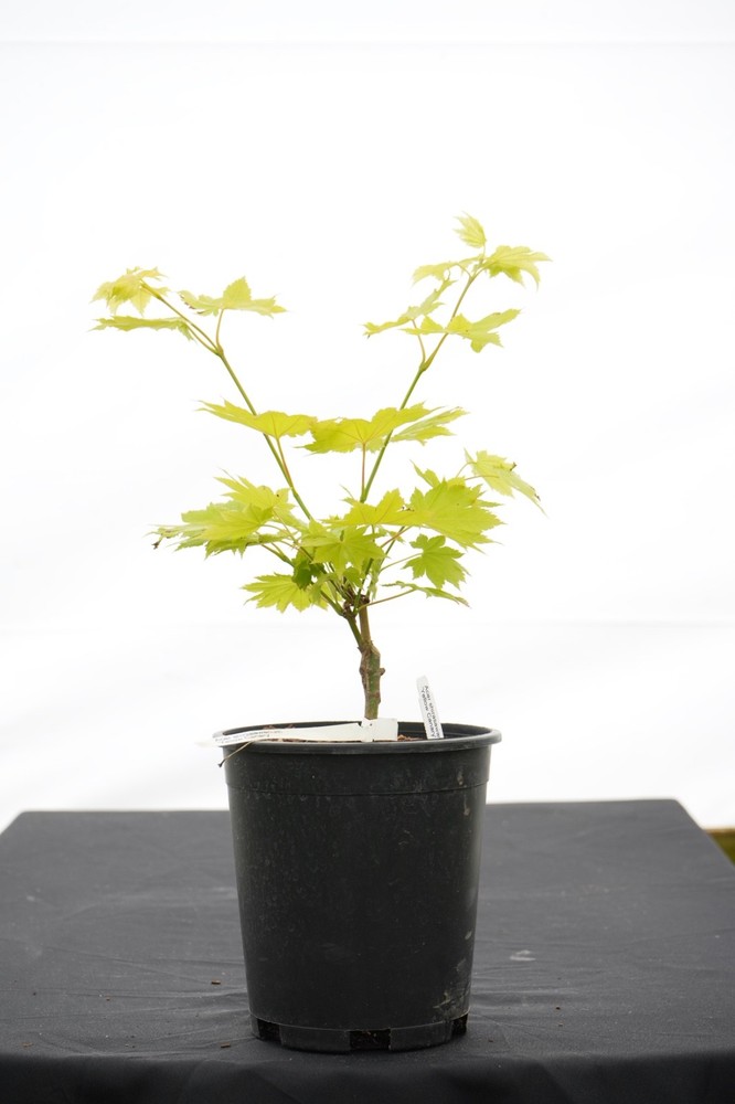 Acer shirasawanum 'Yellow Canary' Golden Full Moon Japanese Maple 1 Gallon