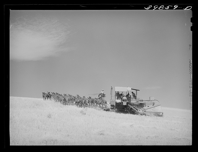 Photo:Walla Walla County Washington 1941 Mules-Drawn Combine Wheat Field