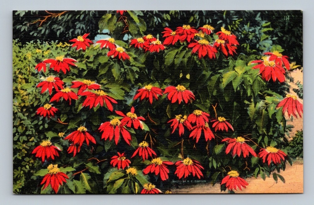 Gorgeous Poinsettias, Fort Myers, Florida Postcard