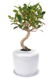 Ficus Retusa Bonsai Tree Curved Trunk W/ Porcelain Urn & Humidity/Drip Tray