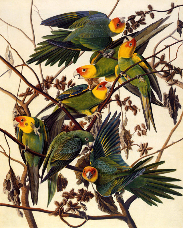 POSTER BIRDS OF AMERICA AUDUBON CAROLINA PARROTS VINTAGE REPRO FREE S/H