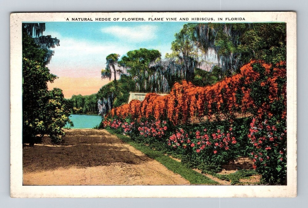 FL-Florida, Natural Hedge Flower, Flame Vine, Vintage Postcard