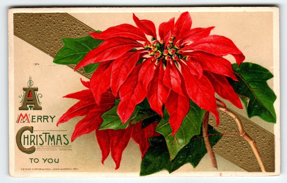 Christmas Postcard John Winsch Large Poinsettia Flowers 1911 Germany Embossed