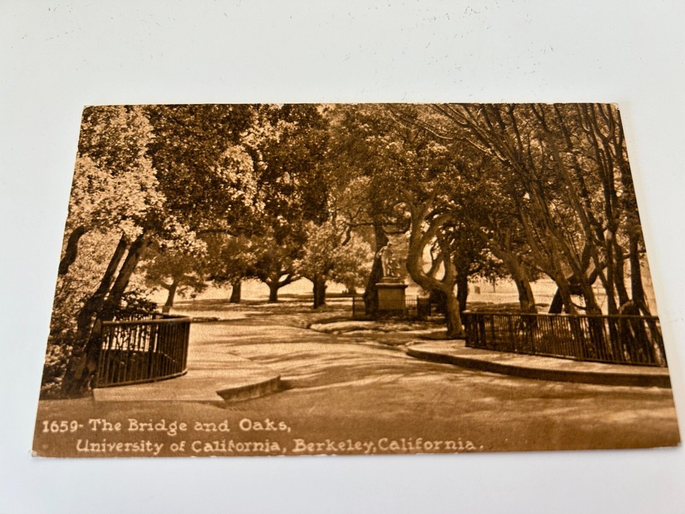 The Bridge and Oaks University of California Berkeley Postcard