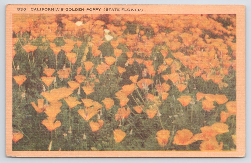 Linen~Field of Golden Poppy State Flower of California~Vintage Postcard
