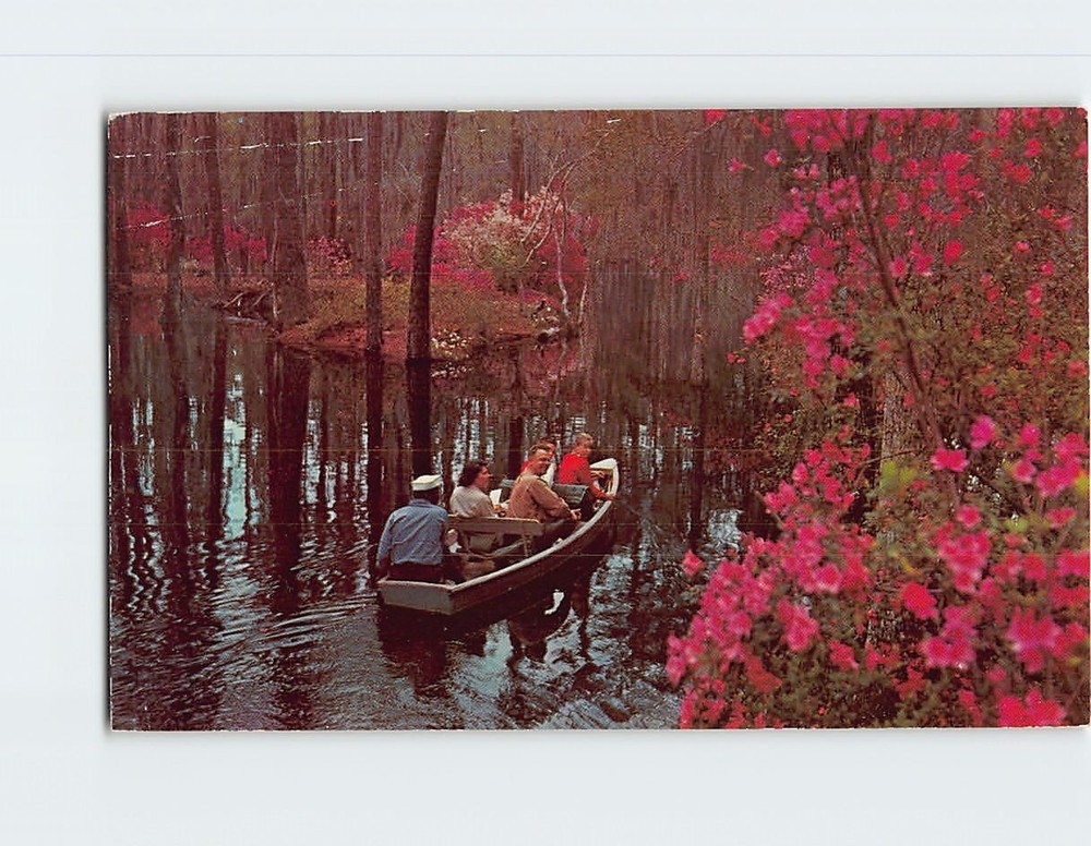 Postcard Cypress Gardens Charleston South Carolina USA