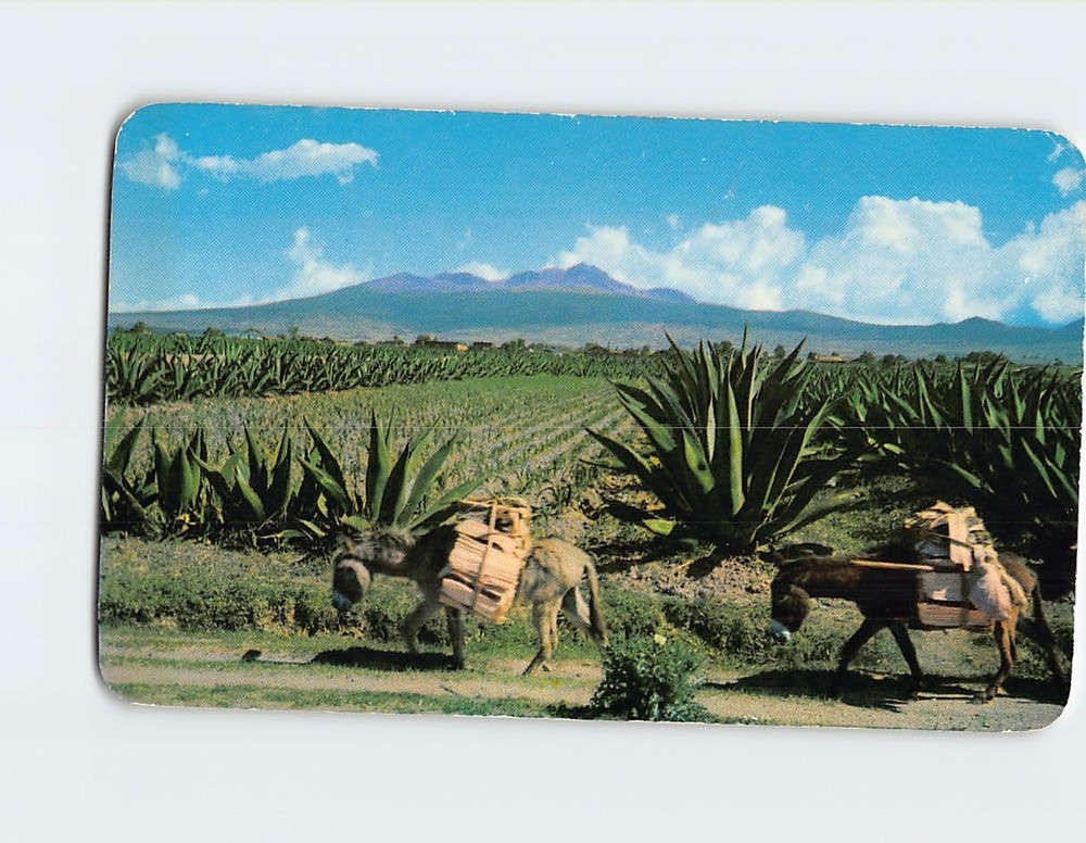 Postcard México Burros Magueys and high mountains Nevado de Toluca Mexico