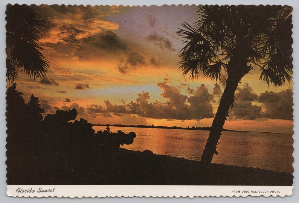 State View~Florida~Palms & Sea Grapes Silhouetted In Sunset~Continental PC