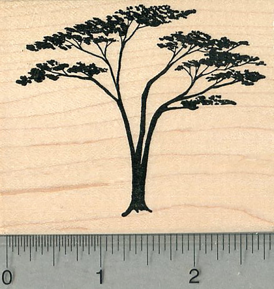 Acacia Tree Rubber Stamp, Scenery Series K37008 WM-image