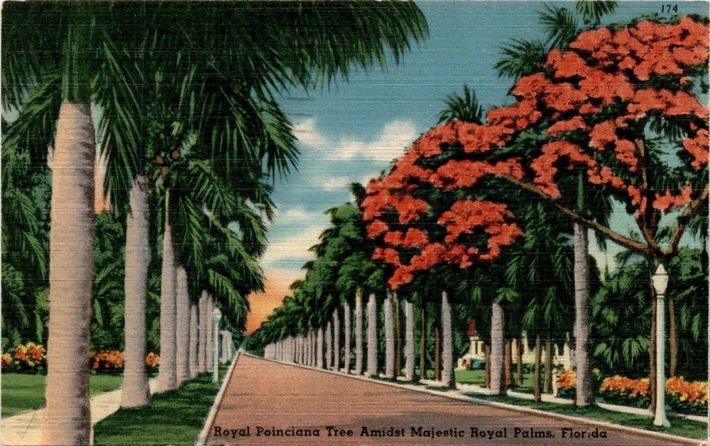 Florida, Royal Poinciana Tree, Royal Palms, America, Florida, Mrs. Postcard