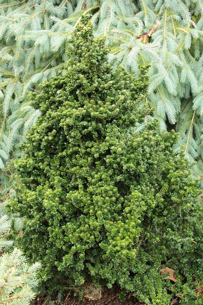 Ilex crenata 'Dwarf Pagoda' - Japanese Holly *Live Plant