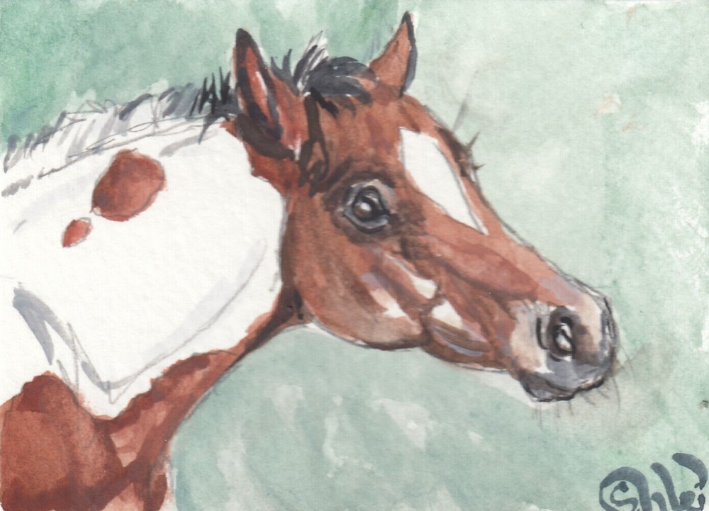 ACEO original Watercolor Art Card HORSE sweet bay tobiano pinto PONY filly foal