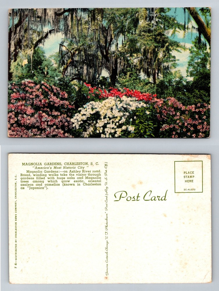 Charleston SC-South Carolina, Magnolia Gardens Azaleas Scene Vintage Postcard