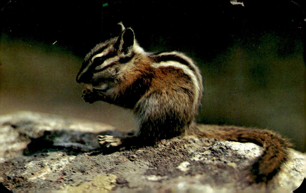 Chipmunk in the Mountains, Clatworthy Colorvues, Sanborn Souvenir Co., Postcard