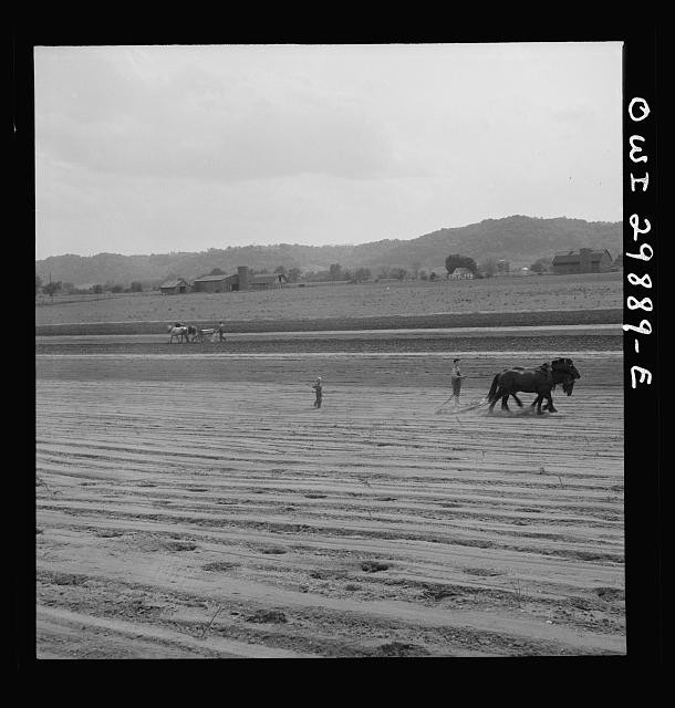 Point Pleasant West Virginia 1943 Seedbed Dragging Soil Farming Horses