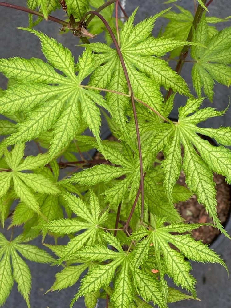 Acer palmatum 'Grandma Ghost' (Grandma Ghost Japanese Maple)-image