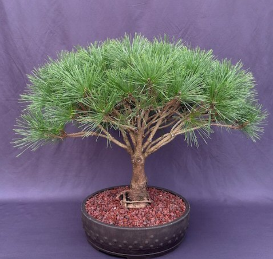 Japanese Red Pine Bonsai Tree Live Pinus Evergreen Outdoor Densi Globosa 22'' H