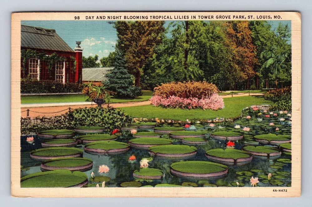 St Louis MO-Missouri, Tropical Lilies Tower Grove Park, Vintage c1937 Postcard