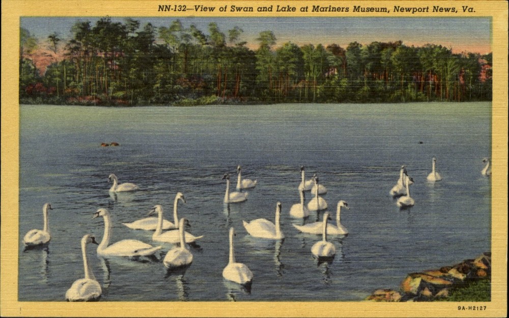 Swans and lake at Mariners Museum ~ Newport News Virginia VA ~ 1950s linen