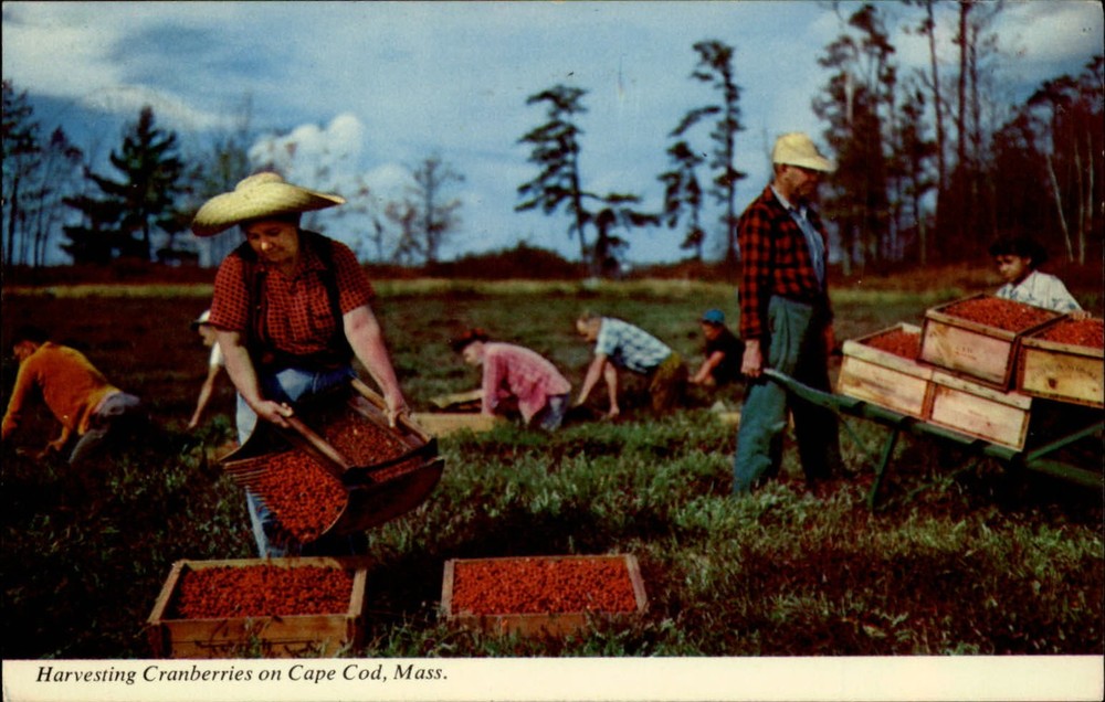 Harvesting Cranberries Cape Cod Massachusetts vintage postcard s597