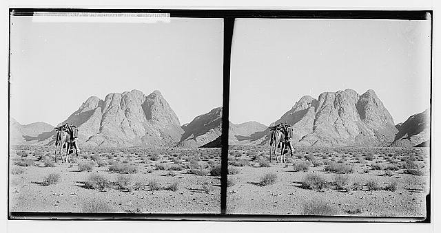 Sinai Egypt Ras Safsaf 1900s Desert Camel Distant View Tor Wady Hebran