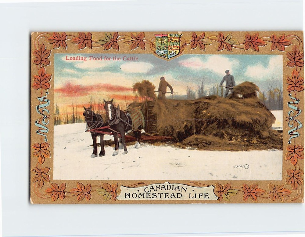 Postcard Loading Food For The Cattle Canadian Homestead Life Canada