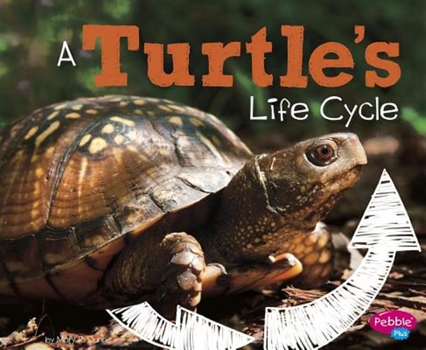 Turtle's Life Cycle, Paperback by Dunn, Mary R., Brand New, Free shipping in ...