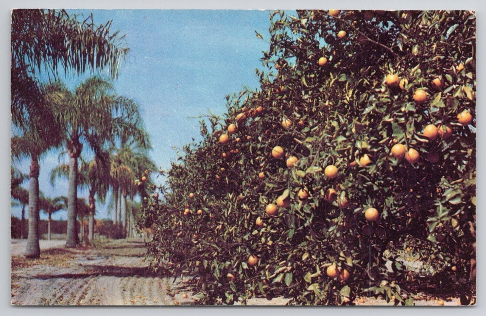 Vintage Florida Orange Grove Postcard Palm Trees Dextone Chrome Unposted