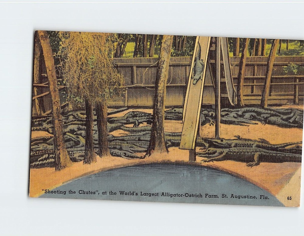 Postcard Alligators at the St. Augustine Alligator and Ostrich Farm Florida USA