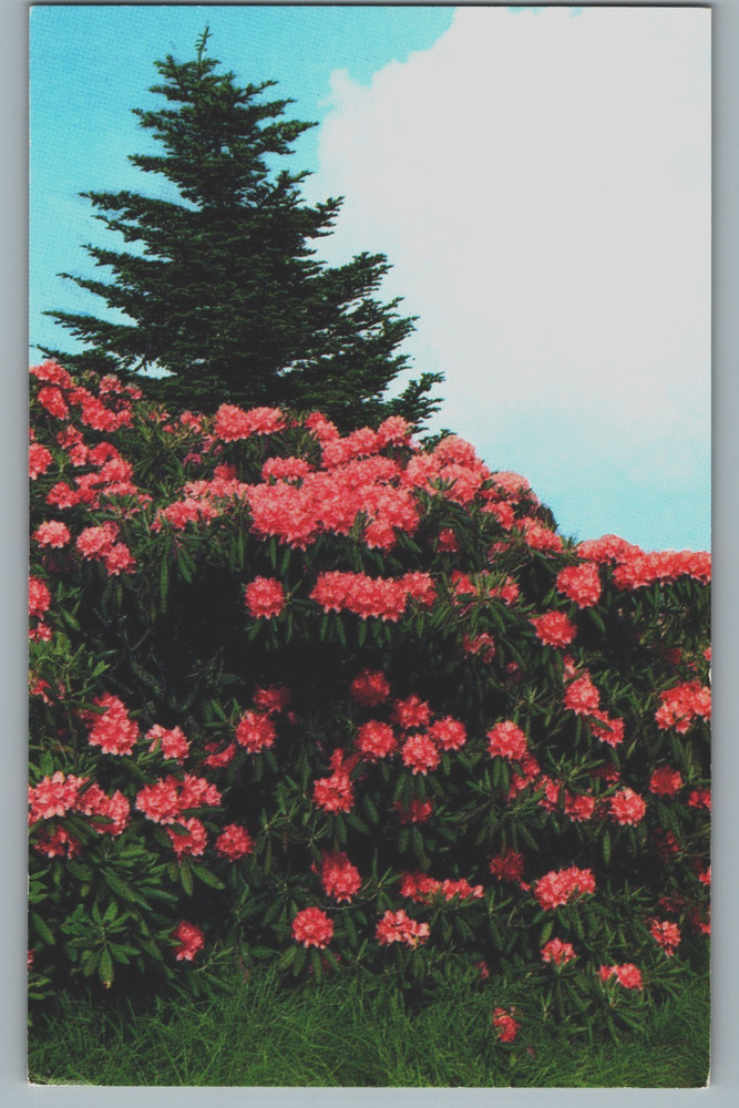 Appalachian Mountains Purple Rhododendron Catawbiense in Bloom Postcard