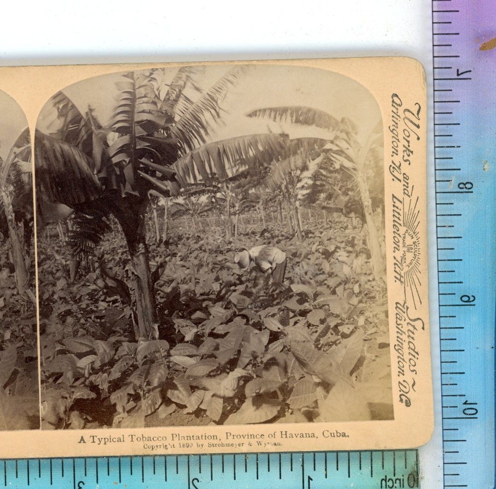 Typical Tobacco Plantation Havana Cuba Underwood Stereoview