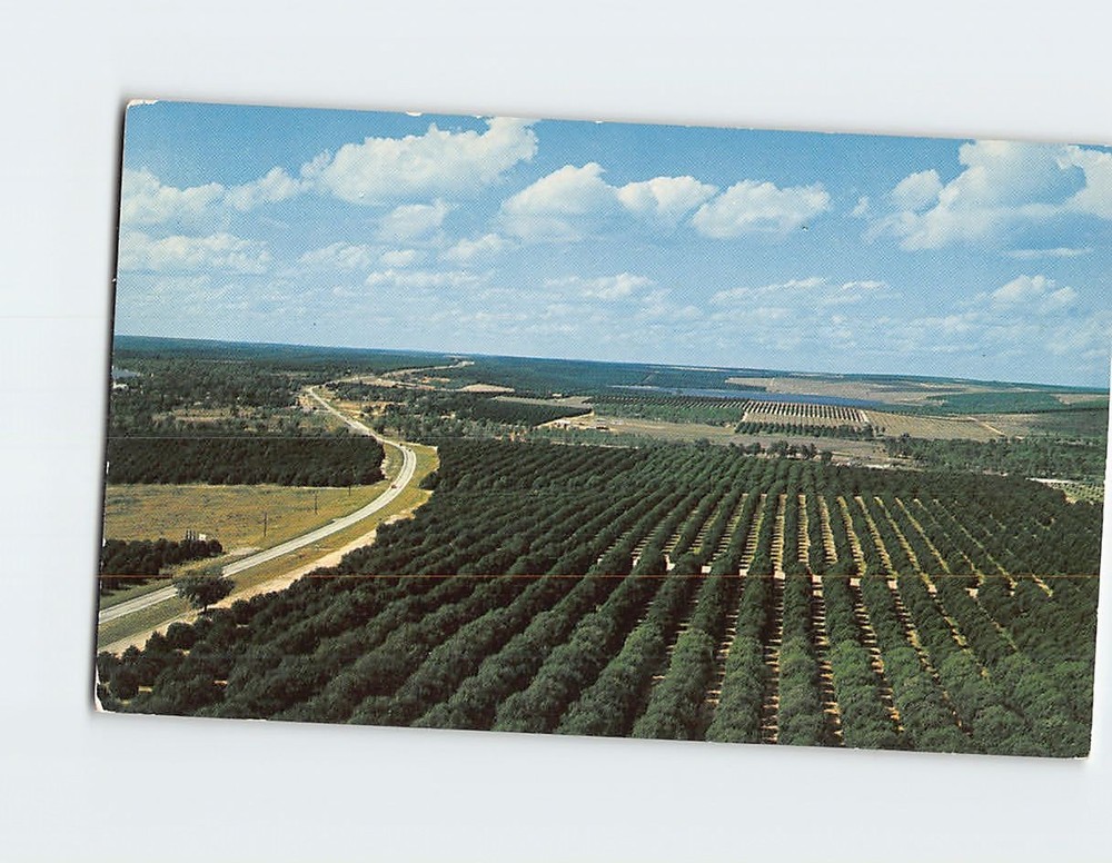 Postcard Aerial View of Orange Groves Clermont Florida USA