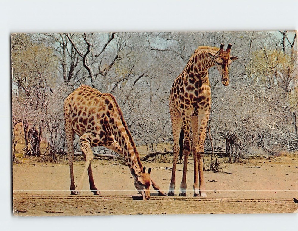 Postcard Giraffe Kruger National Park South Africa