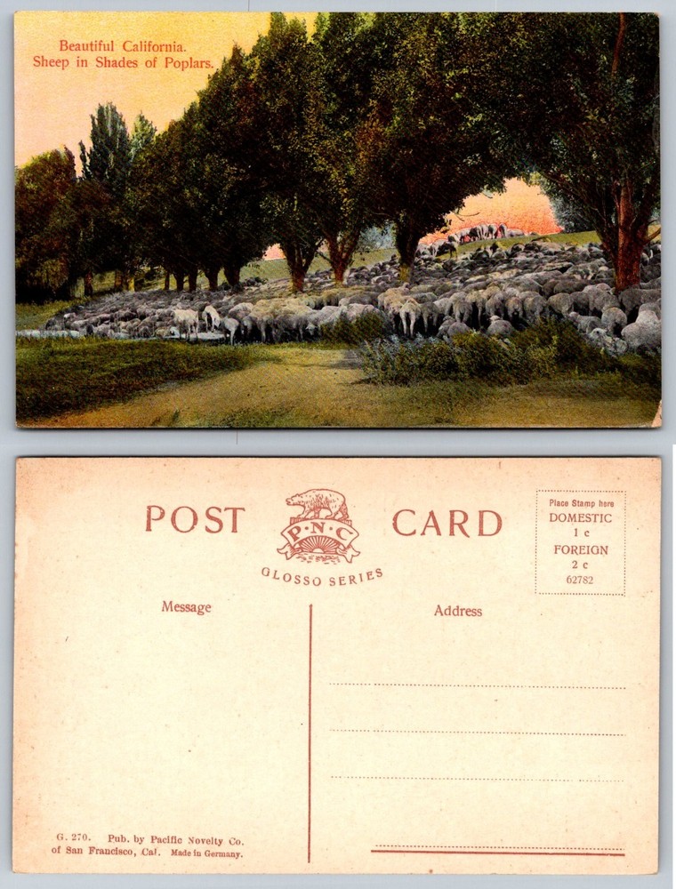 California Sheep in Poplars Vintage Postcard Pacific Novelty Co. German