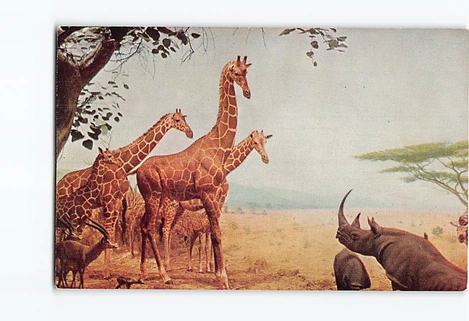 Postcard Chicago Natural History Field Museum African Abyssinian Water Hole