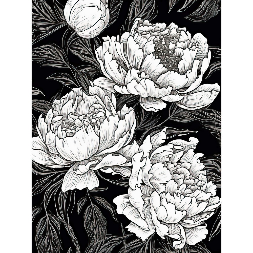 Peony Flower Blooms White on Black Illustration Huge Wall Art Poster Print Giant