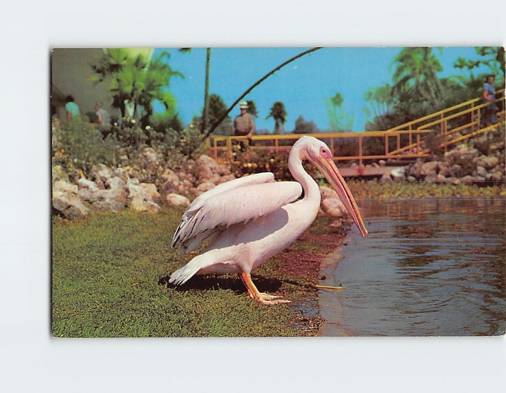 Postcard Pelican Bird Busch Gardens Tampa Florida USA