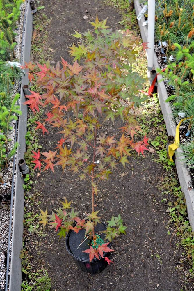 Acer palmatum 'Noel' RARE pink/red/green variegated Japanese Maple 1gal READ-image