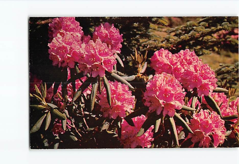 Postcard Purple Rhododendron in Full Bloom
