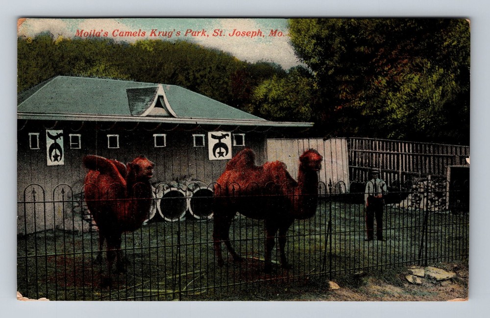 St Joseph MO-Missouri, Moila's Camels Krug's Park, Vintage Postcard