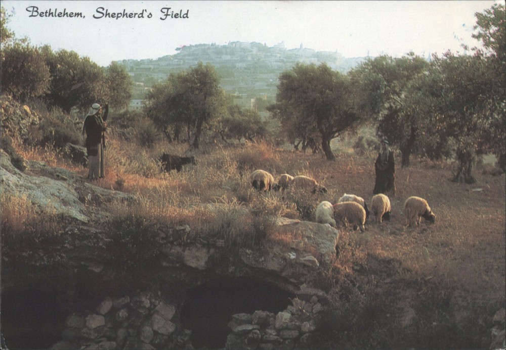 Bethlehem, Palestine Shepherd's Field Original Vintage Postcard