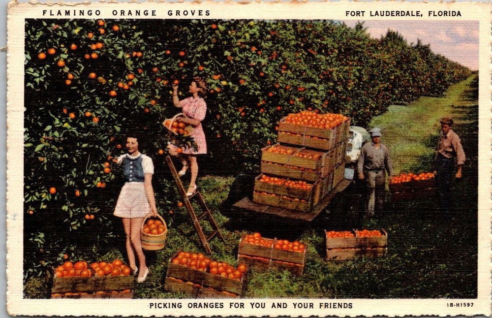 1943 Flamingo Orange Groves Fort Lauderdale Florida Linen Postcard Posted