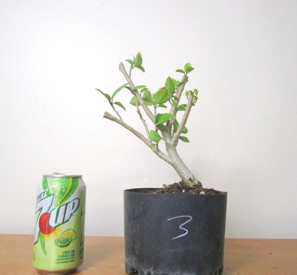 Red Hibiscus Mame Shohin Bonsai Tree for Unique Flowering Display