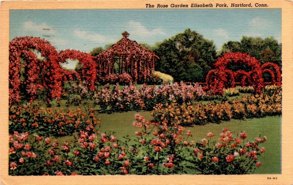 Rose Garden, Elizabeth Park, Hartford, Conn, H. P. Koppl, First Postcard
