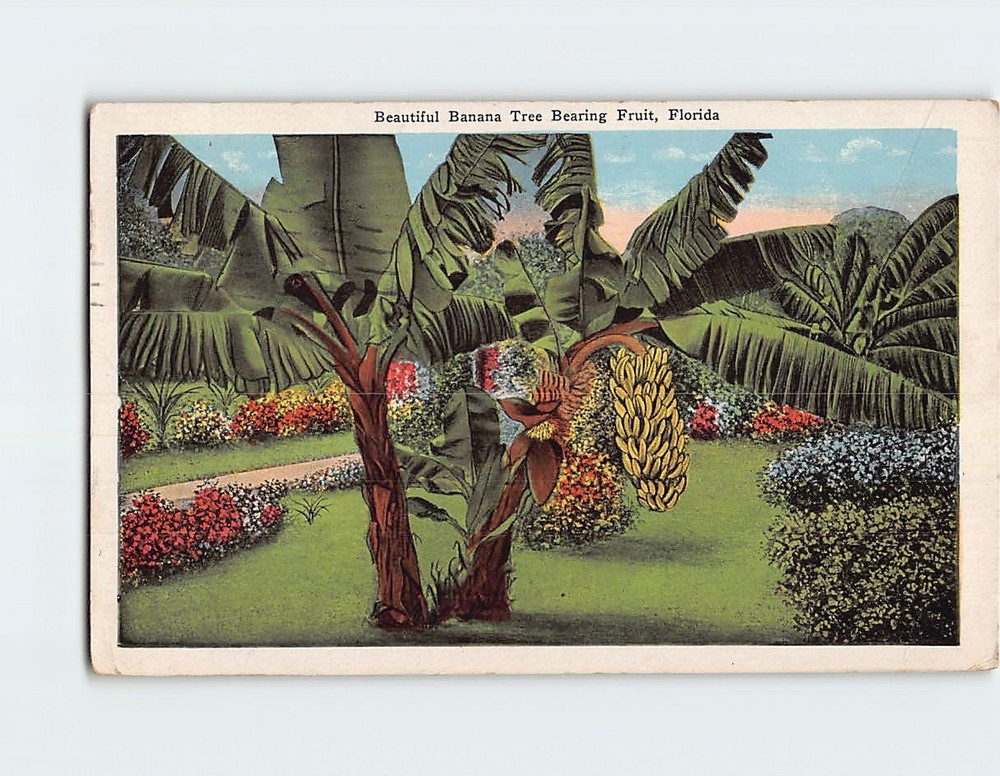Postcard Beautiful Banana Tree Bearing Fruit Florida USA
