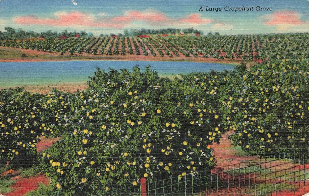 Bird's Eye View Of A Large Grapefruit Grove Postcard Fl Florida 1940