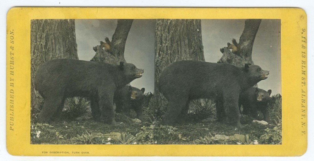 D1800~ BLACK BEAR – c1870 Stereoview Hurst Museum Stereoview
