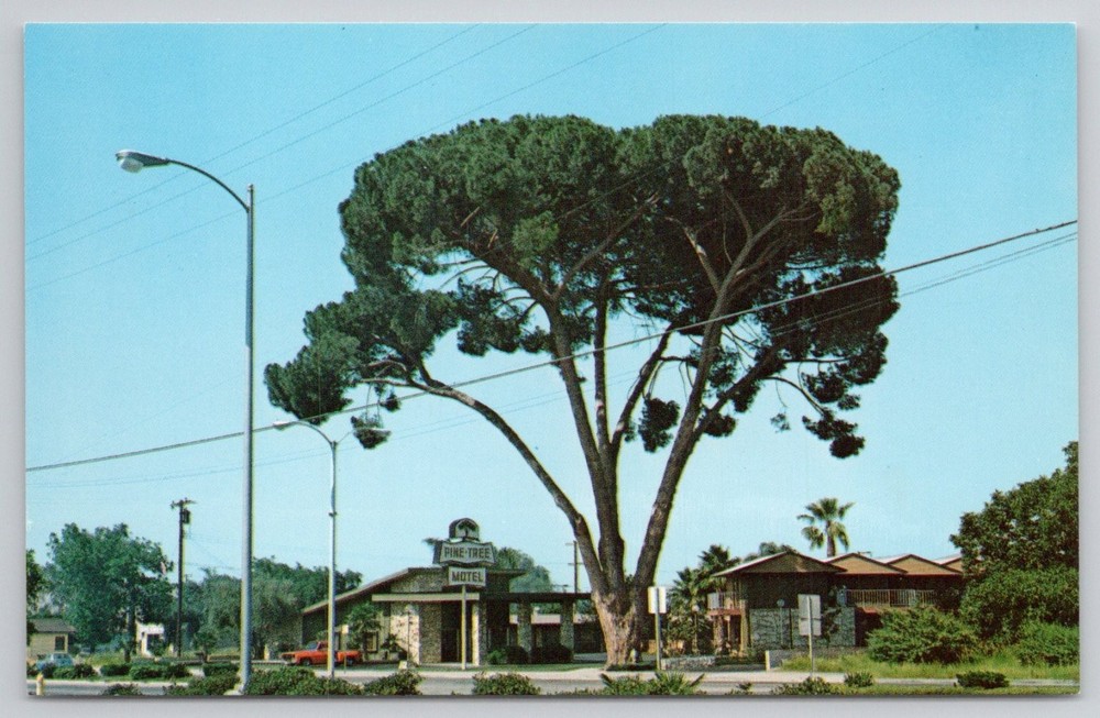 Vintage Pine Tree Motel Chino California Postcard Best Western 1960s 70s