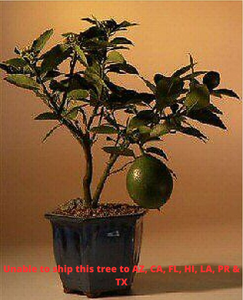Bonsai Lemon Tree Live Flowering & Fruiting Citrus Meyer Lemon Plant 14'' Tall